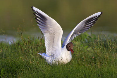 Black-headed Gull