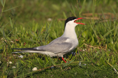 Common Tern