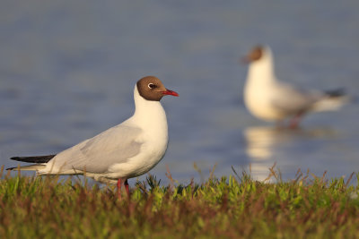 Black-headed Gulls