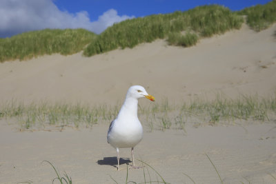 Herring Gull