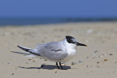 Sandwich Tern