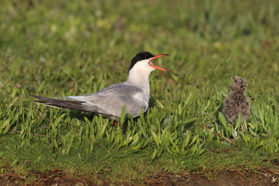 Common Terns