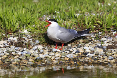 Common Tern