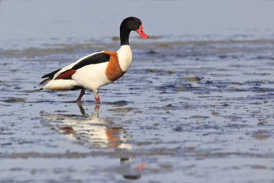 Common Shelduck