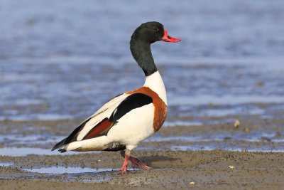 Common Shelduck