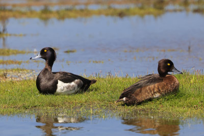 Tufted Ducks