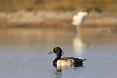 Tufted Duck