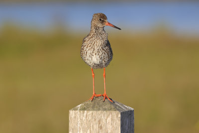 Common Redshank
