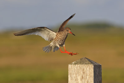 Common Redshank