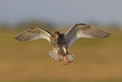 Common Redshank