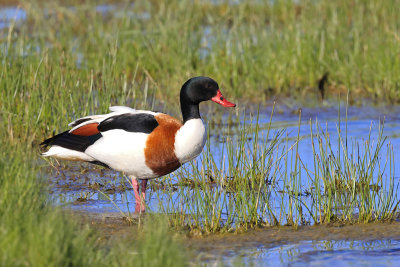 Common Shelduck