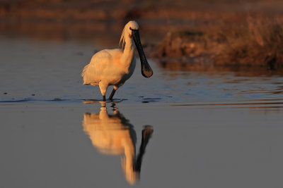Spoonbill