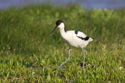 Avocet