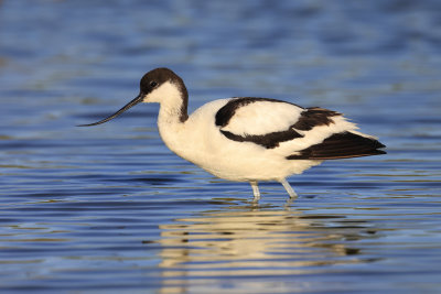 Avocet