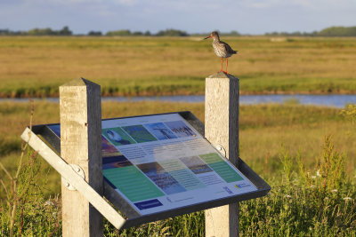 Common Redshank
