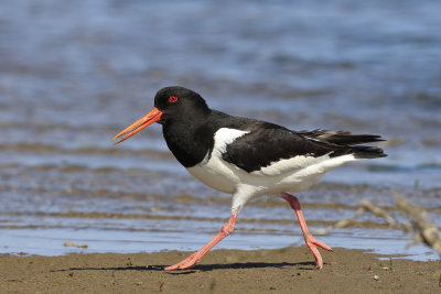Oystercatcher