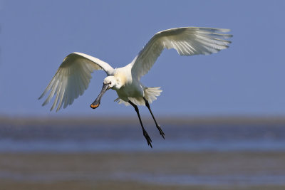 Spoonbill