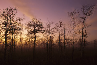 Everglades at dawn