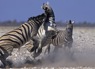 Burchell's Zebra