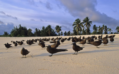 Noddy Terns
