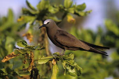 Noddy Tern