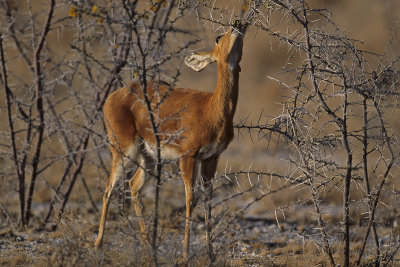 Steenbok