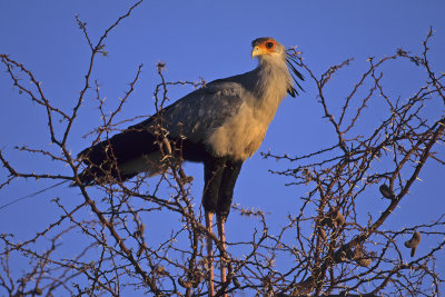 Secretary Bird