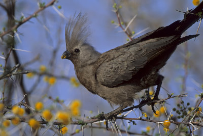Grey Turaco
