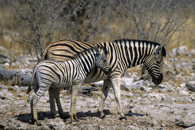 Burchell's Zebra