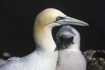 Gannets