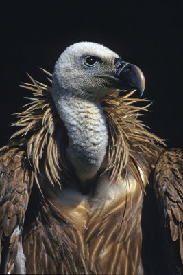 Griffon Vulture