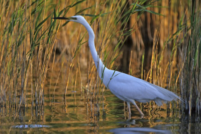Great White Egret