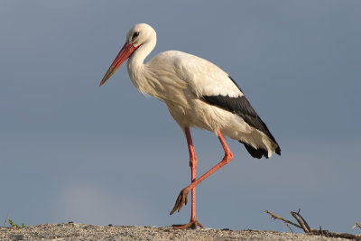 White Stork