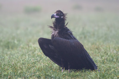 Black Vulture