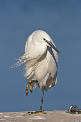 Little Egret