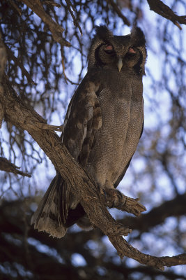 Milky Eagle-Owl