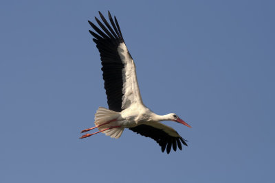 White Stork