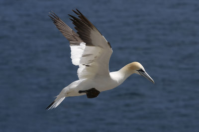 Gannet