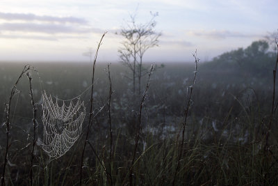 Spiderweb at dawn