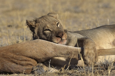 Lion with prey