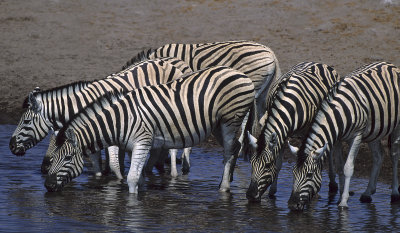 Burchell's Zebras