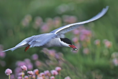 Artic Tern