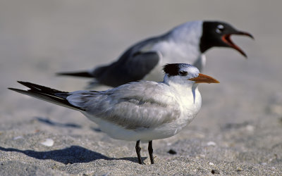Royal Tern and Laughing Gull