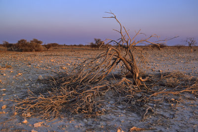 Etosha