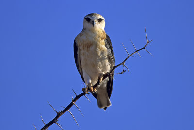 Black-shouldered Kite