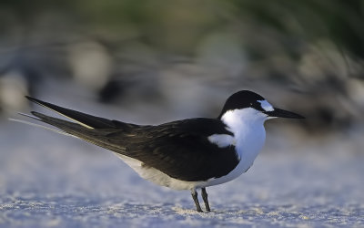Sooty Tern