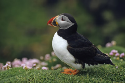 Puffin