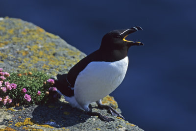 Razorbill