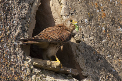Kestrel