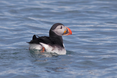 Puffin